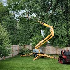 Best Tree Health Inspection  in Salineville, OH